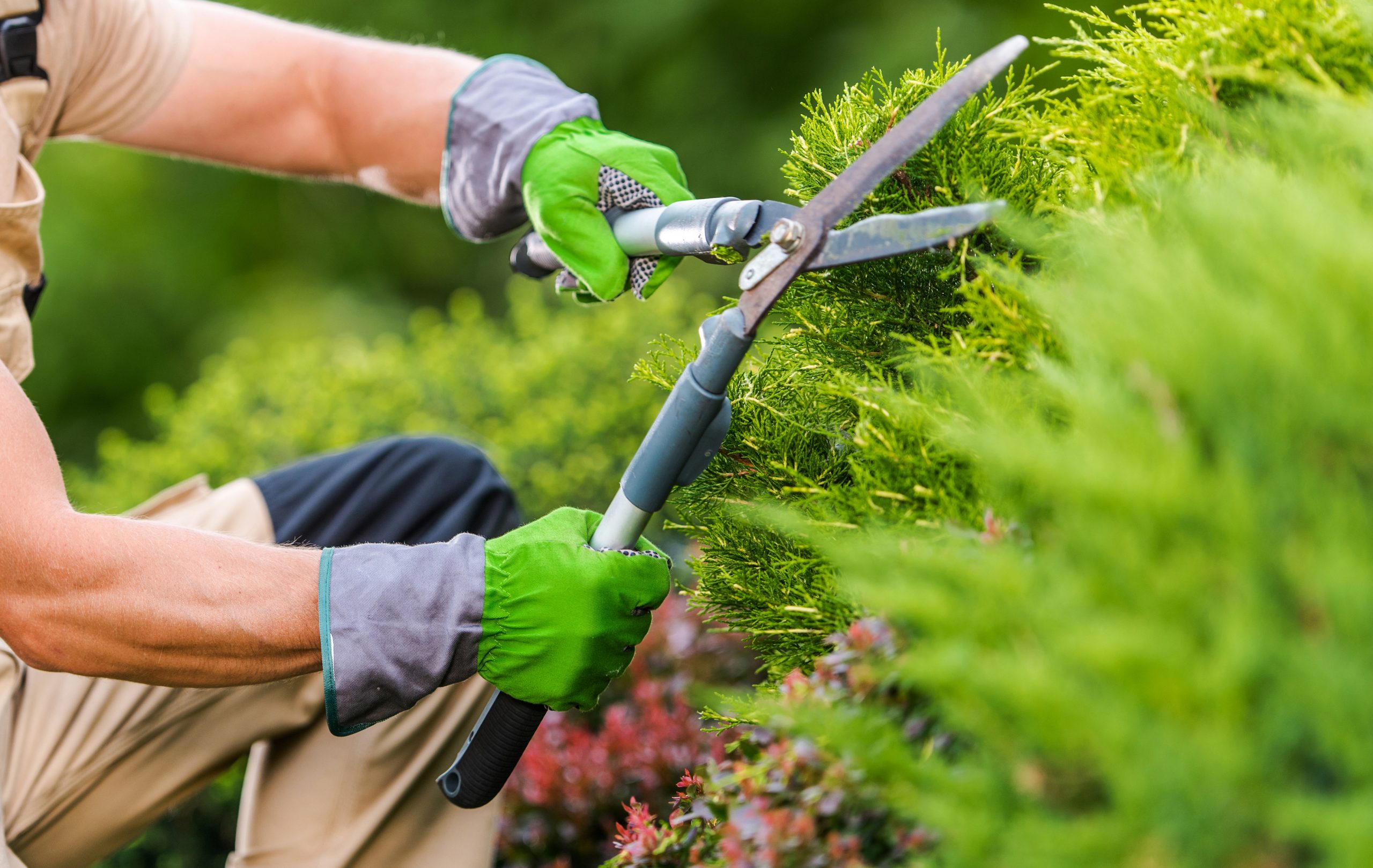 Servizio manutenzione giardini di case e aziende Bologna