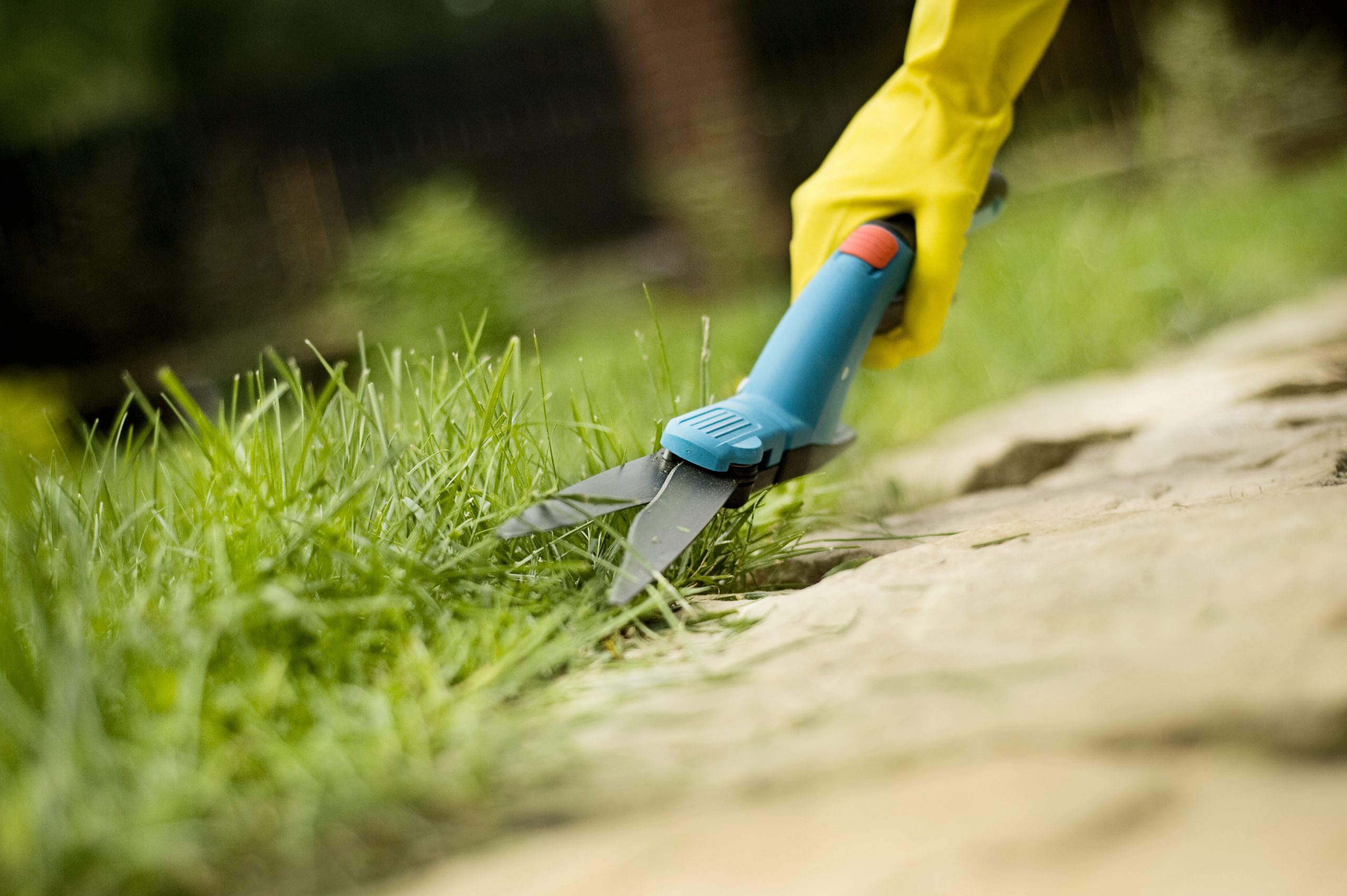 Servizio manutenzione giardini di case e aziende Ferrara